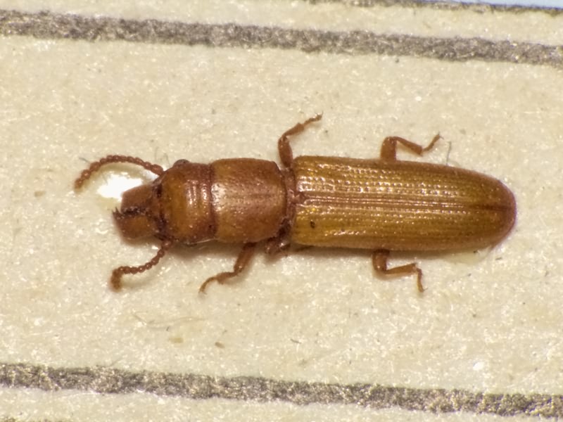 Prostomis mordax Reitter, 1887